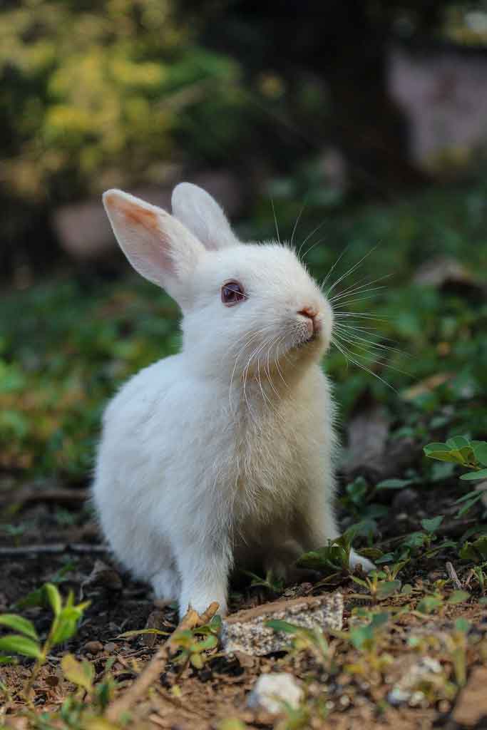 lapin blanc