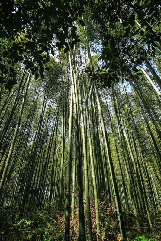 foret de bambou